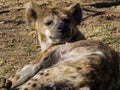 Lazy Hyena in the Sun